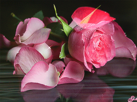 petale de rose, fleur