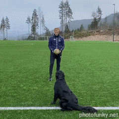 ballon, chien qui joue au football, balle, volley ball