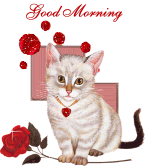 good morning, cat, chat, rose