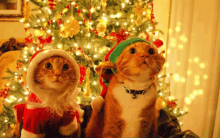 christmas lights, merry xmas, joyeux noel, guirlande lumineuse, lumieres, chats, chat mignon