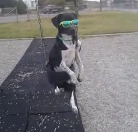 chien, balancoire, lunettes de soleil, swag, cool, animal
