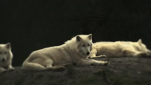 loups, loup blanc