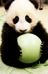 bebe panda, ballon, animal mignon, cute