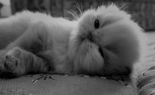 chaton mignon, chat, dormir, noir et blanc, cute kitten