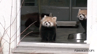 panda roux, peur