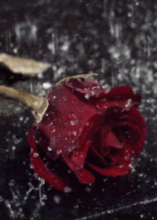 rose sous la pluie, rosa