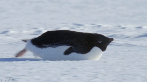 animal pingouin, glissade
