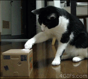 chat dans la boite jouer drole lol funny cat animal Image, animated GIF
