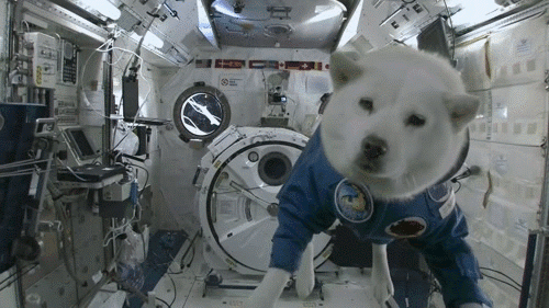 chien, astronaute, espace, apesanteur, fusee, nasa
