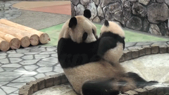 mman et bebe panda, calin