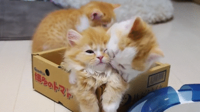 chat, chatons, calin dans une boite, lol, cute, animal drole