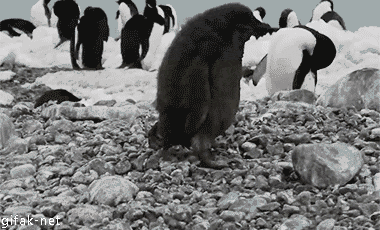 animaux, pingouin, manchots