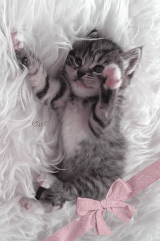 chaton mignon bebe chat Image, GIF animé