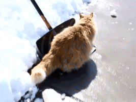chat, pelle, neige, cat, snow