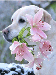flor, chien, labrador, bouquet de fleurs roses, lys rose