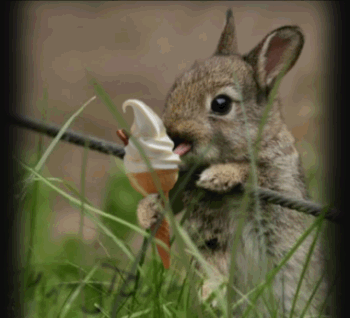 lapin qui mange une glace, animal mignon, bunny eating an ice cream, cute