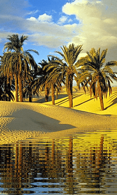 rio, palmiers, oasis, desert