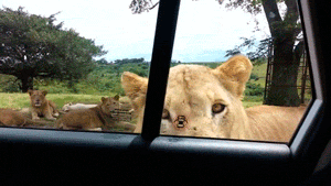 lionne, ouvrir la porte de la voiture, peur, zoo