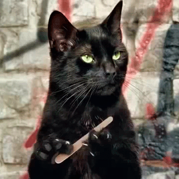 chat noir limer ongle griffe Image, GIF animé