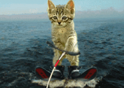 chat, ski nautique, wake board