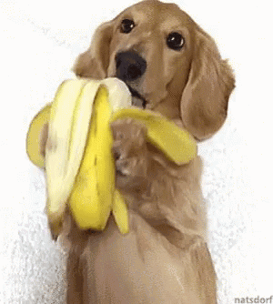 chiot, chien, teckel qui mange une banane