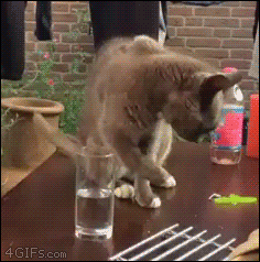 animal, chat, boire avec la patte, verre deau