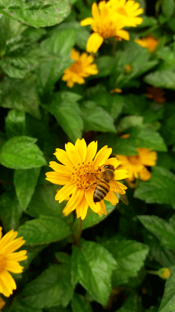 flor, abeille, fleurs