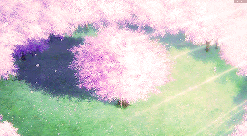 printemps, fleurs de cerisier, petales, blossom, spring, nature
