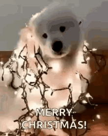 christmas lights, merry xmas, joyeux noel, guirlande lumineuse, lumieres, puppy, chiot mignon, golden retriever, labrador