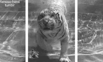 gif 3d, tigre dans leau, plonger, animal sauvage