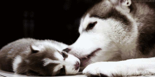 maman et bebe husky, bisous, chien, chiot, animal, cute, mignon