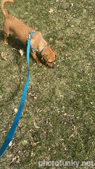 chien qui se roule dans l'herbe