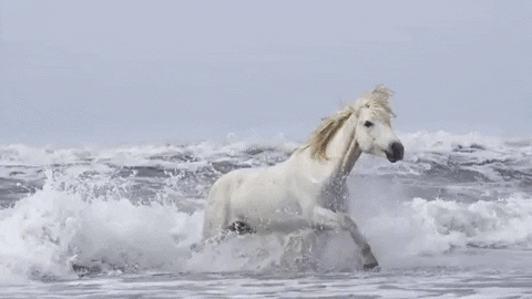 cavalo, cheval blanc, au galop, mer, océan, camargue