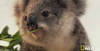 koala, mange, clin doeil, eating, blink