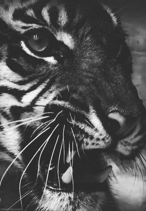 tigre, felin, tiger, big cat, noir et blanc, black and white