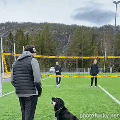chien, volley, volleyball