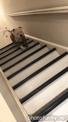 chien qui descend les escaliers en sautillant, sauter
