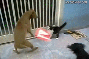 chat jedi, bagarre contre chien, epee laser, drole, lol, funny, cat, animal