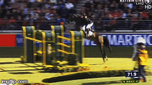 equitation, saut d obstacles, cheval, animal