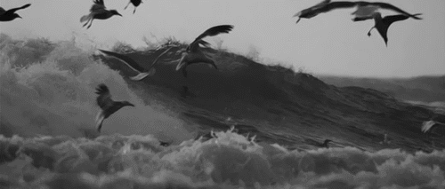 oiseaux, mer, vagues, noir et blanc, mouettes