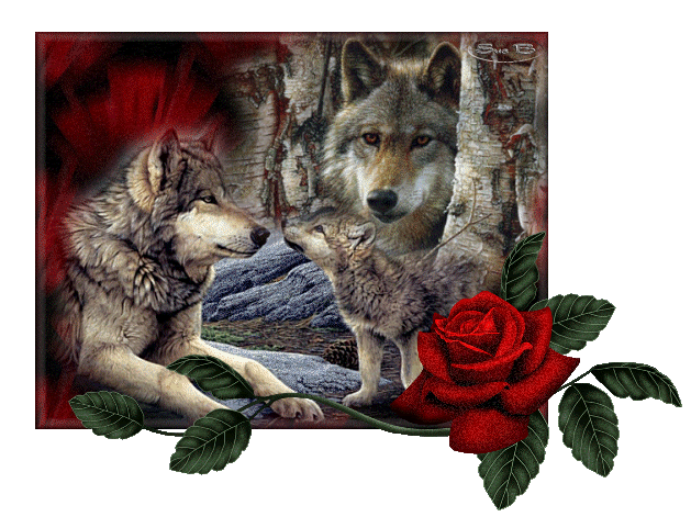 loups, rose rouge