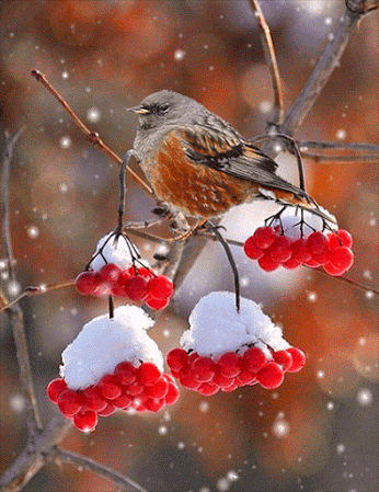 petit oiseau, rouge gorge, fruits, neige
