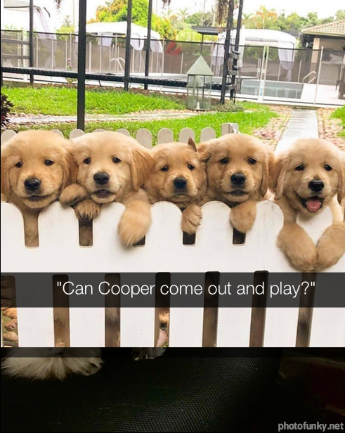 chiot, chien, can cooper come out and play, golden retriever