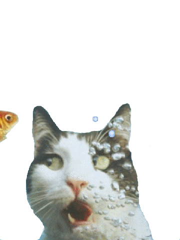 chat, bulles, poisson rouge