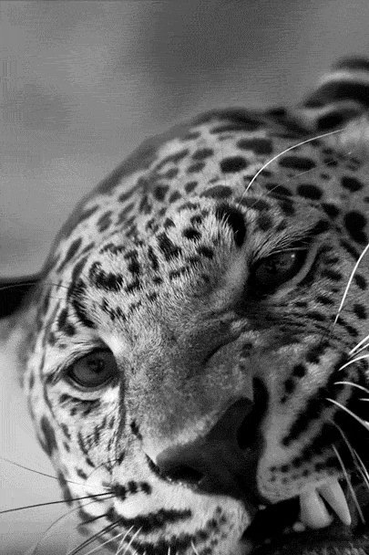 tigre, guepard, leopard, panthere, felin, noir et blanc, rugir