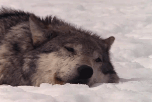 loup, dormir dans la neige, animal sauvage libre, espece en danger