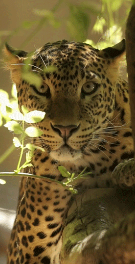 tigre, panthere, jaguar, felin