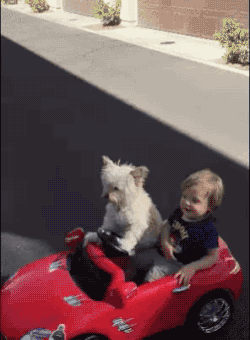 chien, voiture, enfant, conduire, dog, drive