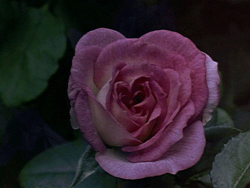 rose rose, fleur