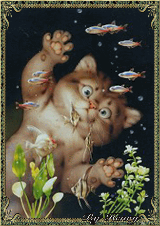 chat, poissons
